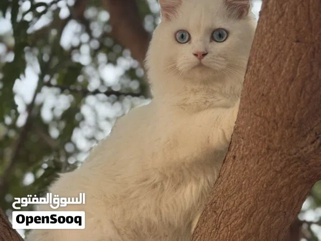 ذكر شيرازي عيون زرق حجم كبير نظيف و اليف جداً