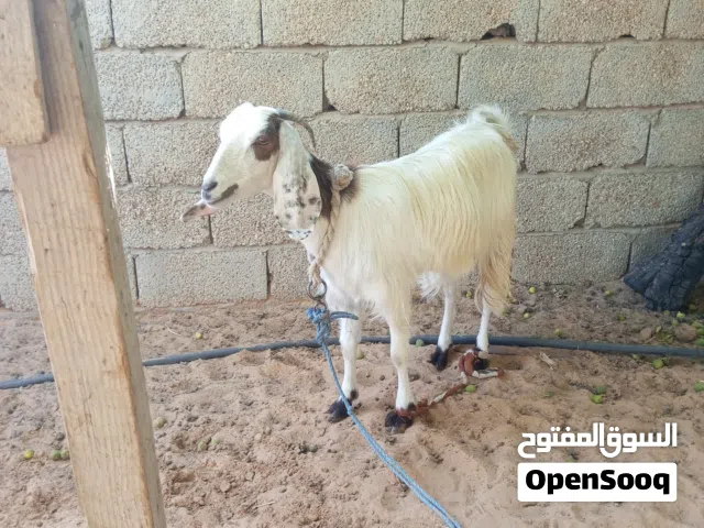 عنز بسم الله مشاء الله