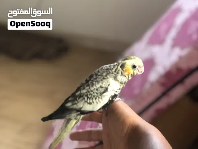عصفور كوكتيل مروض ترويضه تمام