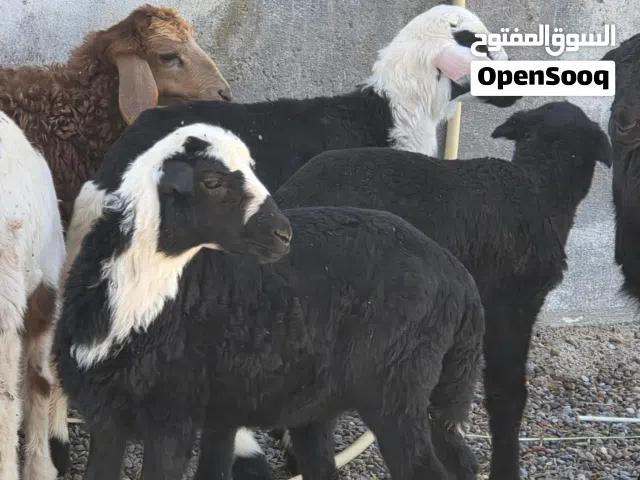 للبيع كبشان تهجين نجدي حلال طيب ماشاء الله فرصه الي يدور شي زين ماعليهن كلام  عدد 6  سعر جملة الكل39