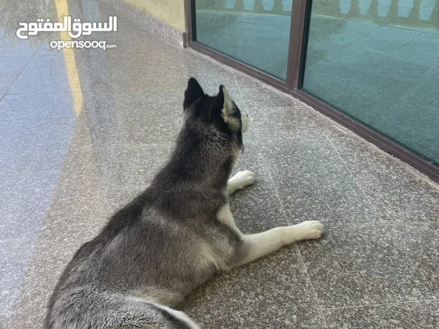 هاسكي انثى  Female Husky