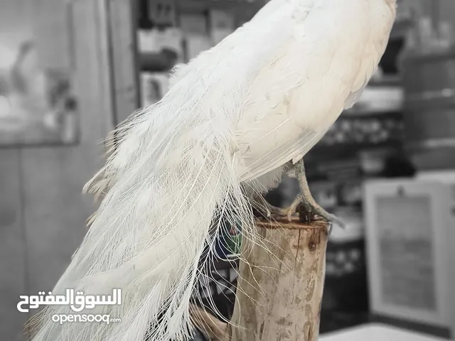 طاوس محنط لون ابيض