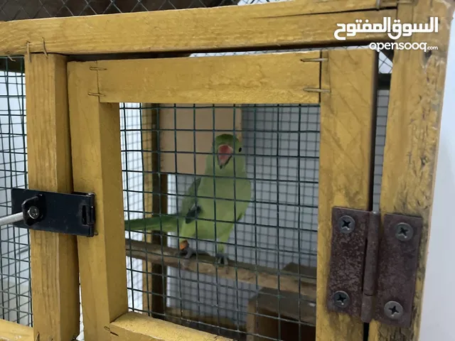 بغبغاء الدرة الهندي