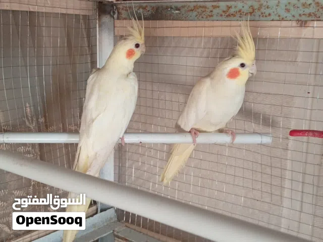 جوزين كوكتيل شغالات ميه بل ميه  للبيع او للبدل عل جوز دره