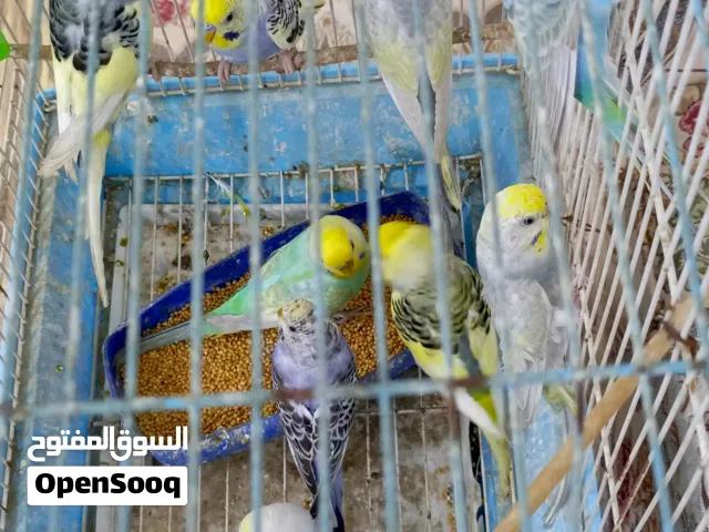 طيور للبيع...سعر جداً مناسب