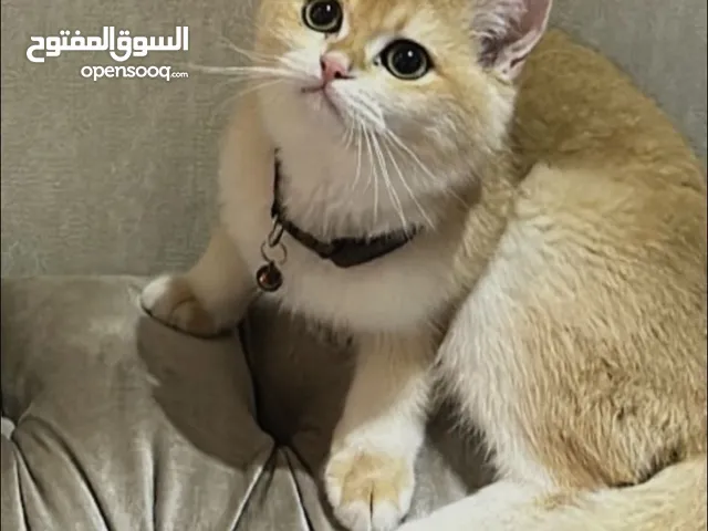 Scottish straight ny12 male cat, عمره تسع شهور و متطعم و عنده جواز الجنس:ذكر