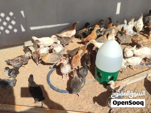 فلوس عربي عمر شهرين تقريبا   60 طرف