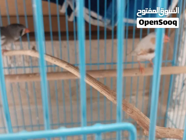 Finches and society birds with cage setup