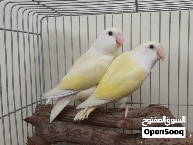 مطلوب زوج غندور روز