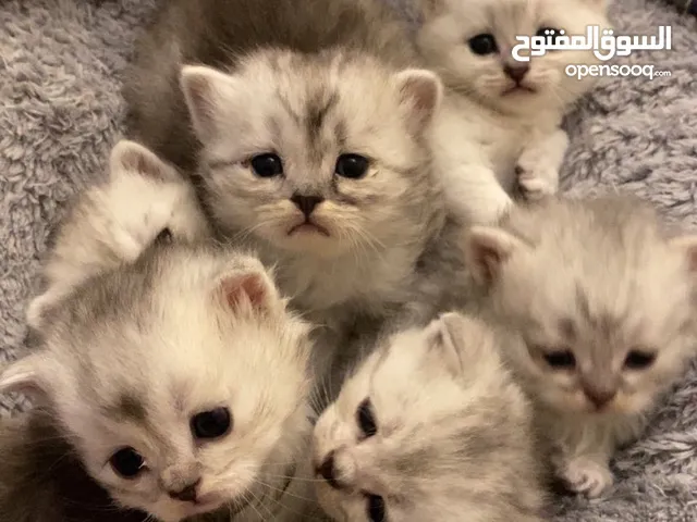 Kittens British short hair and Turkish angora mix breed