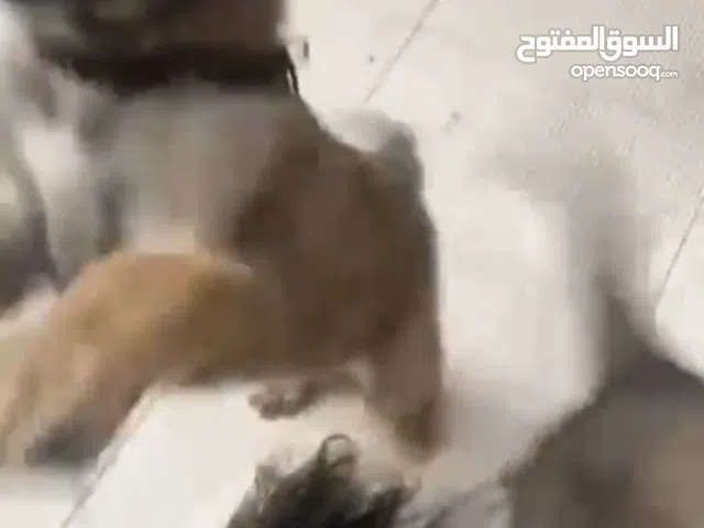 للبيع جراوة كلاب جيرمن ملينو العمر شهرين
