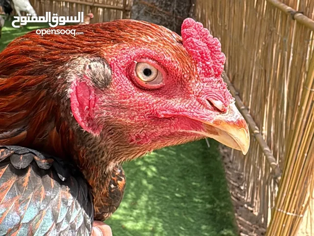 ديك بكستاني