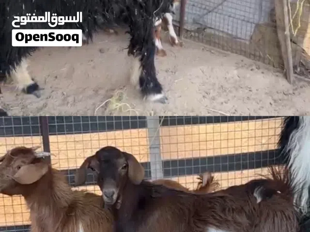 للبيع ذبايح