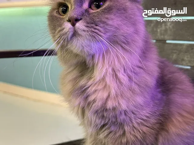 قطه شيرازيه مع التر بوكس و جوازها و مطعمه التطعيمين و ماخذه ابره الفطريات و حبه الديدان فقط ب 800