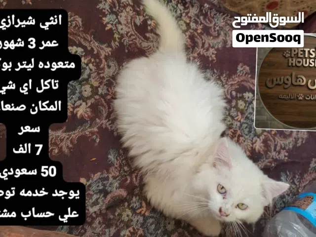 انثي شيرازي عمر 3 شهور  عرطه