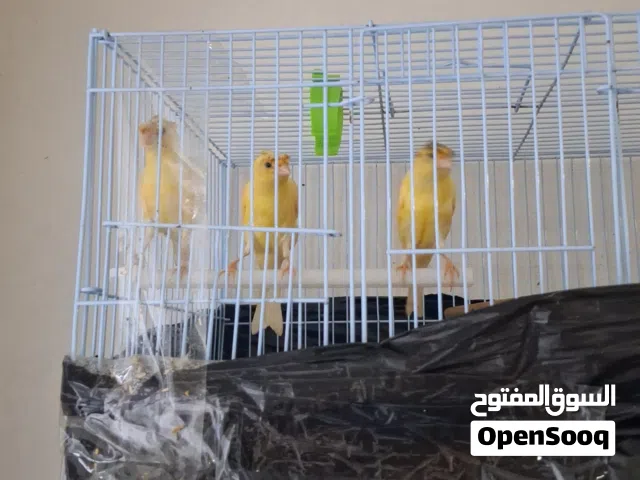 الفرخ  كناري عمر ثلاث شهور بصحة ممتازة