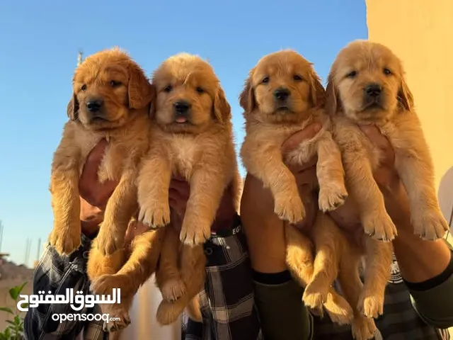 مشروع انتاج لمحبين الحيوانات الاليفه فقط