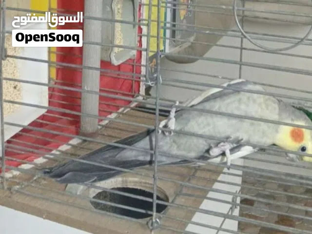 ببغاء كوكتيل غير اليف بطلع كل النغمات شغال ميه بالميه