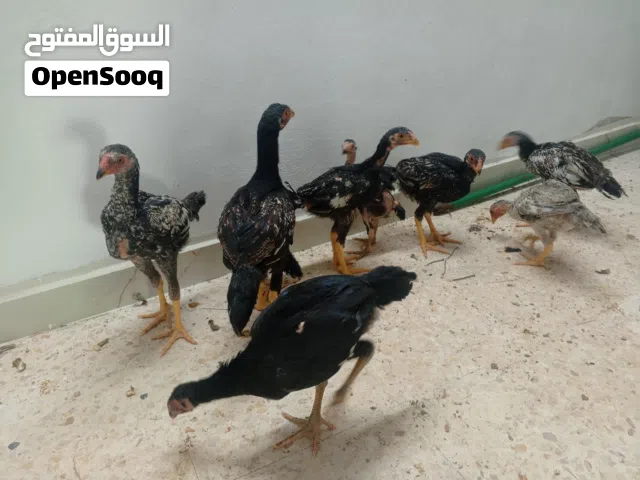 صوص باكستاني