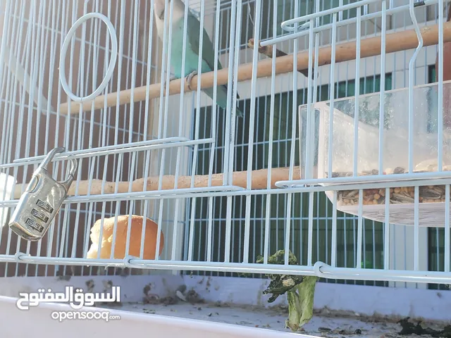 للبيع ببغاء الروز ذكر و أنثى
