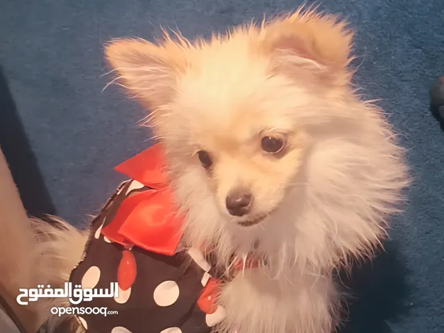 5 شهور ميني بومورونيوم نثبه