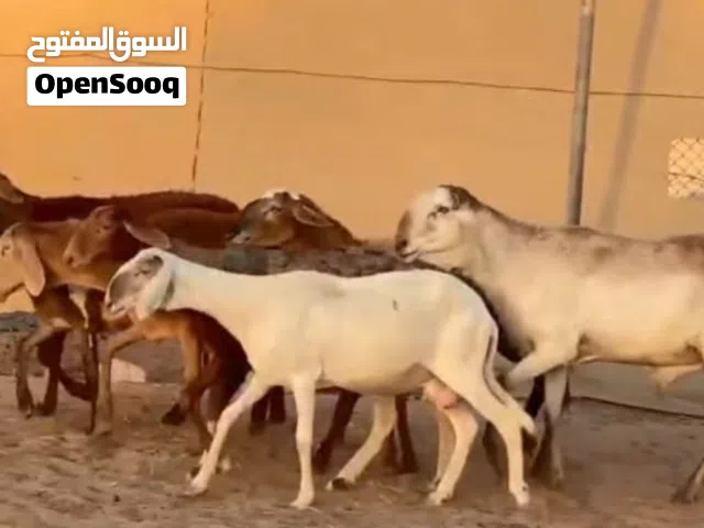 جعد سودانيات تبارك الرحمن احجام ضخمه وفي مهجنات تهجين قوي وأحجام بدون الفحل