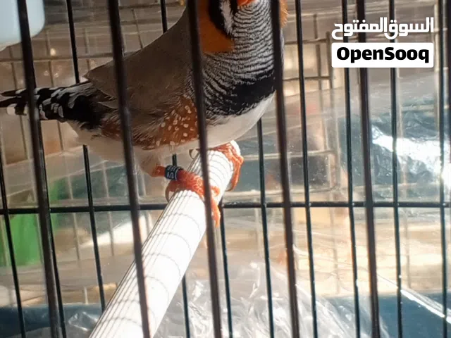 متاح جوز زيبرا انقلش