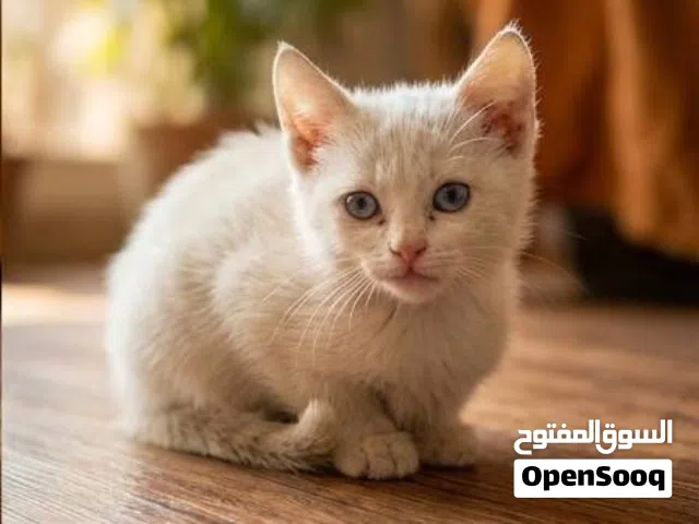 قطة شيرازي بيضة