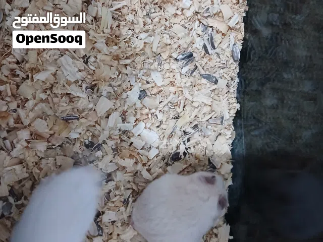 هامستر للبدل على عصافير أو معاكيف.