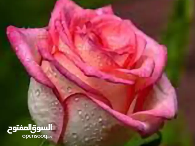 مازن