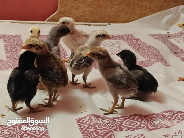 aseel fighter chicks فروخ فايتر