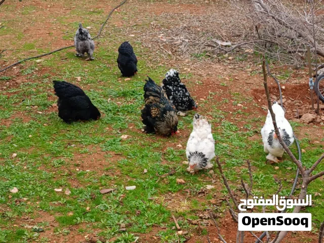 صوص براهمي مستوى جيد اعمار من يوم يوم الى شهرين وصوص محلق بلتم السعر حسب العمر
