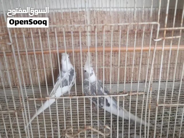 كوكتيل للبيع 5 ازواج و نثيه كريمي و 4 فروخ