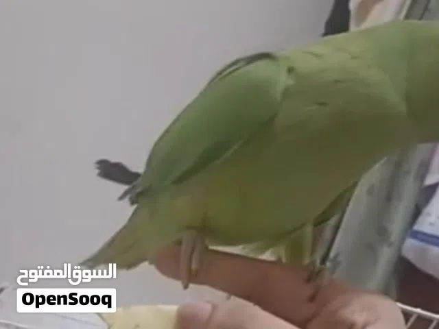 Green parrot available