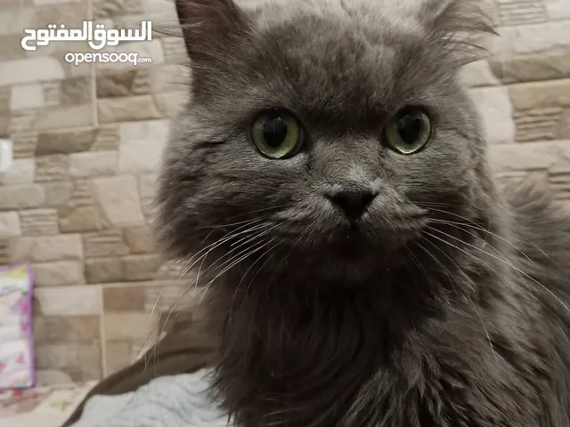قط برتش ذكر للبيع سعر350