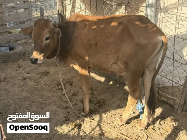 عجاله عمانيات لتربيه