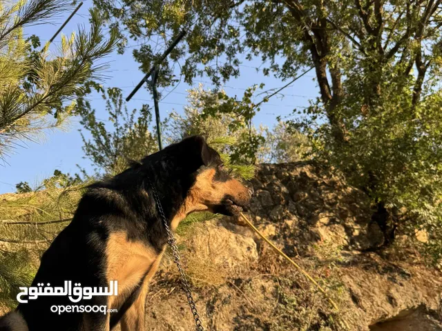 كلب روت وايلر للبيع قابل لتفاوض