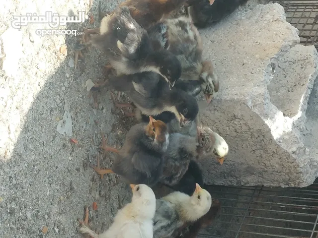 صيصان بلدي