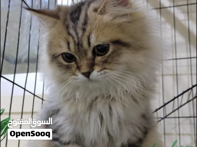 ذكر  سيبيري  6 شهور  مطعم و نظيف