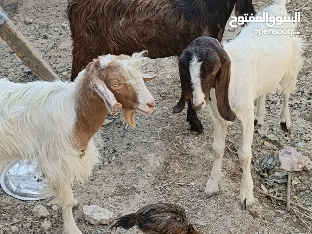 صخور للبيع