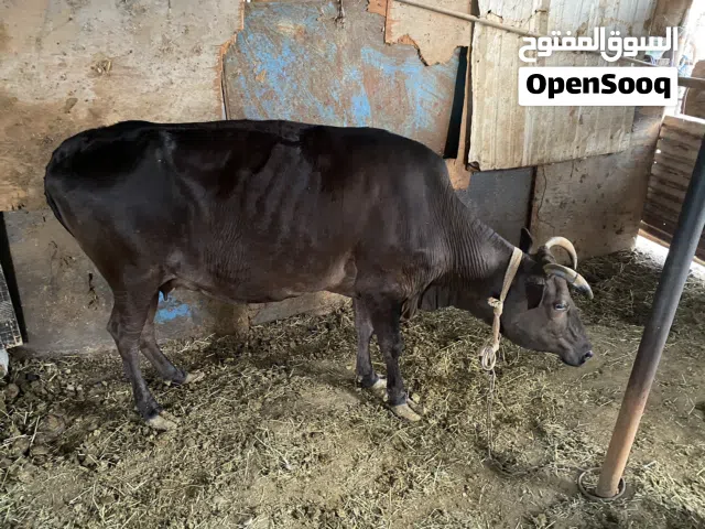 بقره سمين للبيع
