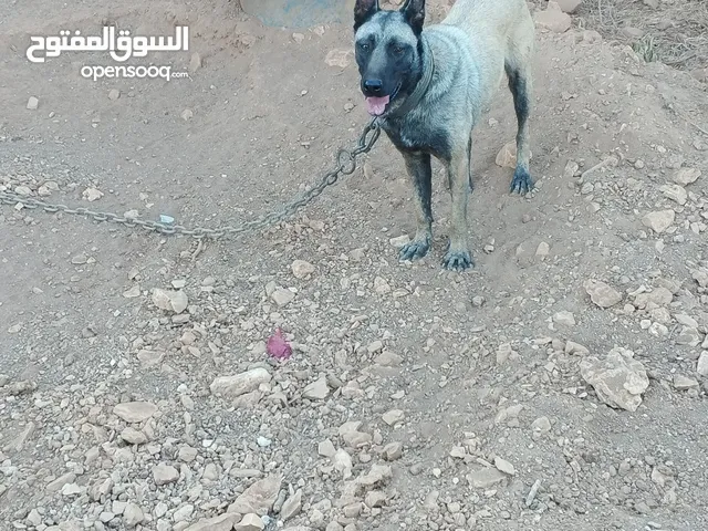 أنثى بلجم مالينو