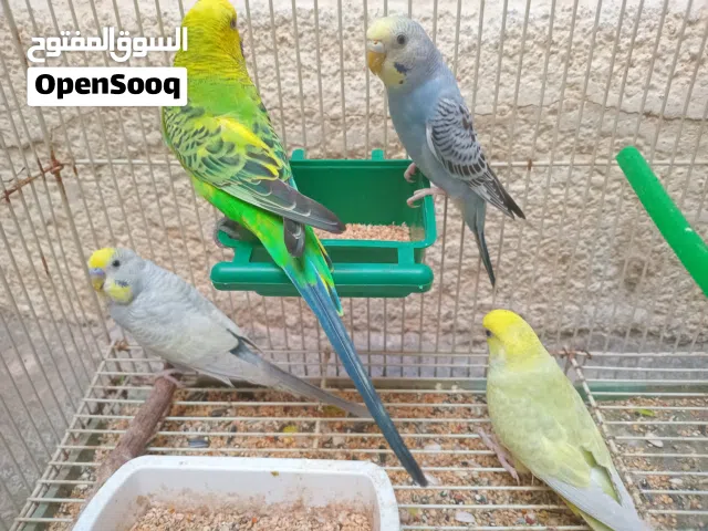 2كوبيات الله يبارك ساوم وتعالي ارفع