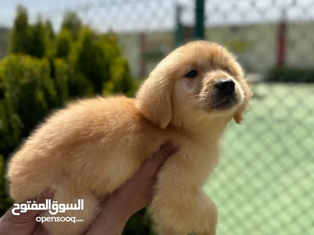 جـــوولدن ريـــــــــتريفر جراء