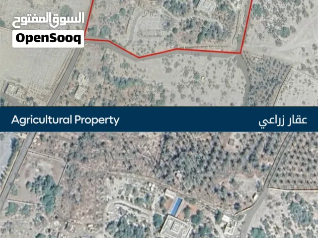 عقار زراعي حصري للبيع  بركاء، الباطنة Agricultural Property For Sale  Barka, Al Batinah