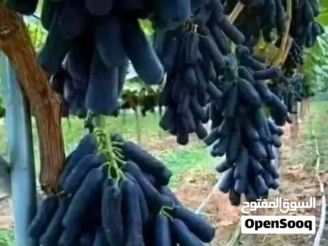 عنب الياقوت