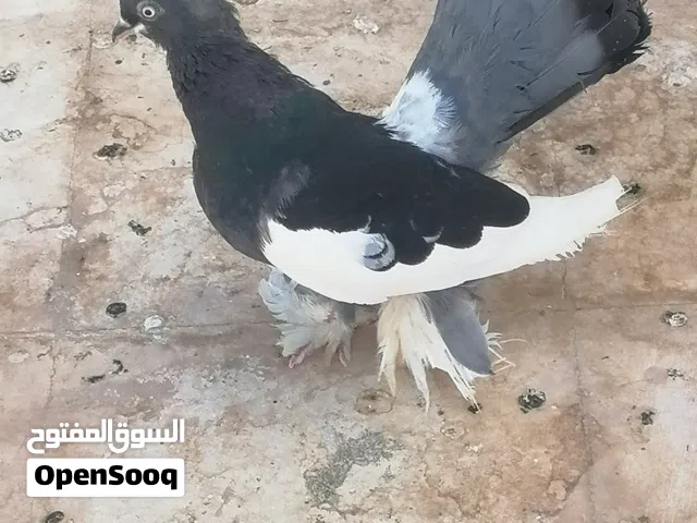 كرنحوات وهومر وتاكسن بيور  وبلوندينايت