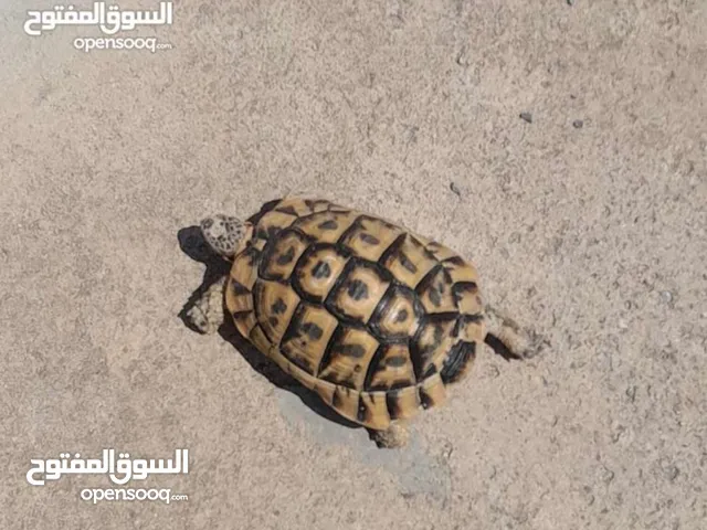 مطلوب سلحفاة صغيره بريه في بنغازي تواصل خاص اذا متوفر في حدود 20 دينار