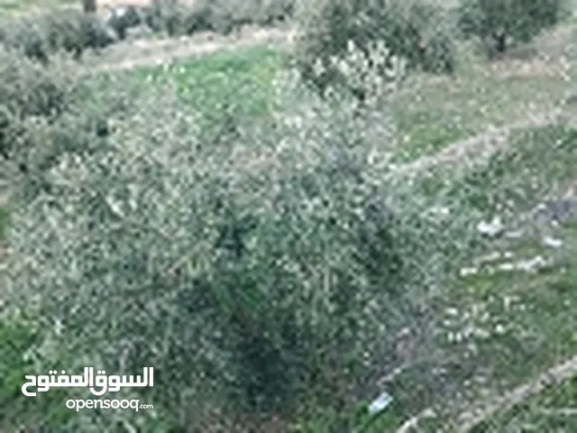 Farm Land for Sale in Zarqa Birayn