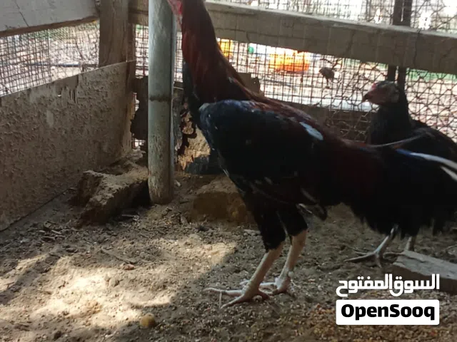 البيع ديك باكستاني سندي